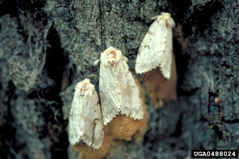 Identify and Control Gypsy Moths