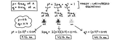 Hardy Weinberg Gizmo Answer Key Pdf : Hardyweinbergse Pdf Name Date Student Exploration Hardy ...