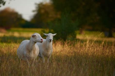 Hair Sheep Breeds List [Hair Sheep Characteristics, Photos & More]