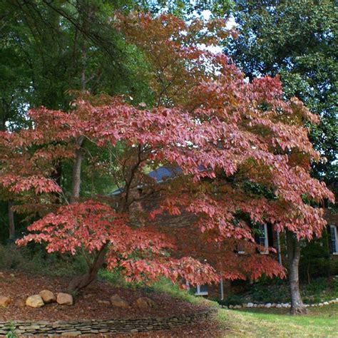 White Kousa Dogwood Tree | Kousa dogwood tree, Dogwood trees, Kousa dogwood