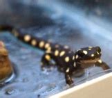 Newt - Description, Habitat, Image, Diet, and Interesting Facts