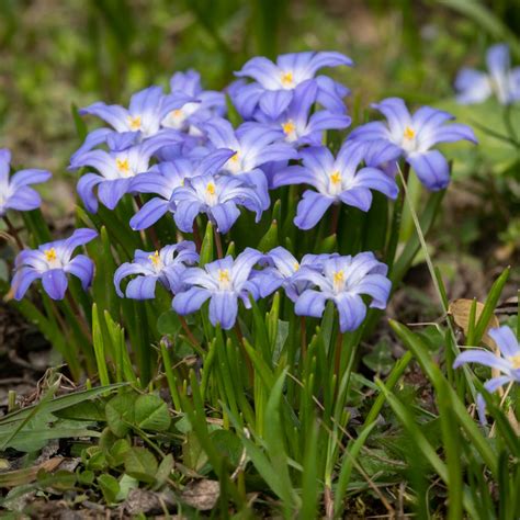 21 Winter Flowers That Bloom in Winter to Brighten Your Garden