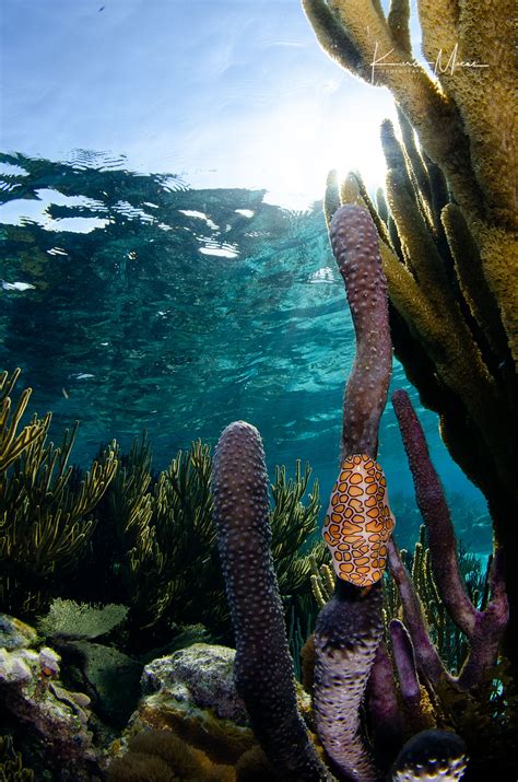 Flamingo Tongue Snail | Karlo Macas Photography