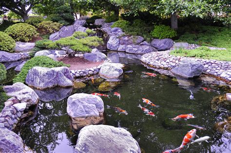 Japanese Koi Garden • Globerove.com