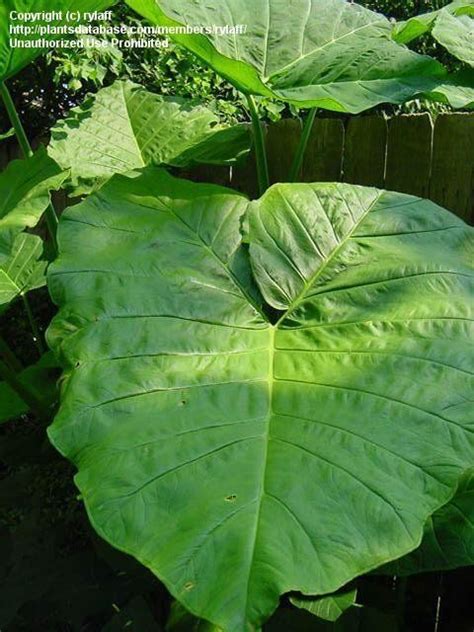 View picture of Yautia, Tannia, Malanga, Arrowleaf Elephant Ear ...