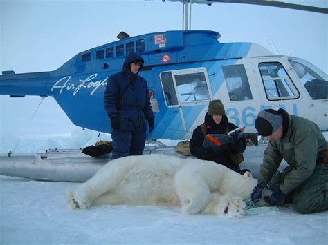 Sinking or swimming? The challenges of polar bear research in a changing Arctic | Canadian ...