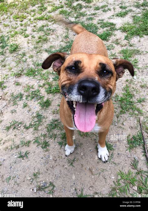 Happy smiling dog Stock Photo - Alamy