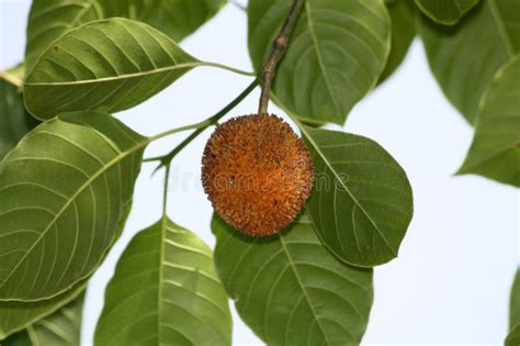 Kadamb (Neolamarckia Cadamba) Fruit on a Tree : (pix Sanjiv Shukla) Stock Photo - Image of ...