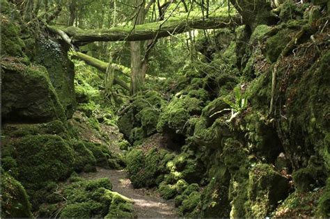 Ancient British Woodlands Poised For Fame After Star Wars | Travel Associates