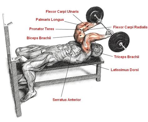 Lying Tricep Extension ( With Barbell, Dumbbell, Ez Bar)