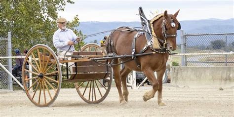 Suffolk Punch Draft Horses: A Detailed Description Of The Breed ...