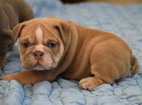 fawn chocolate english bulldog puppy for sale