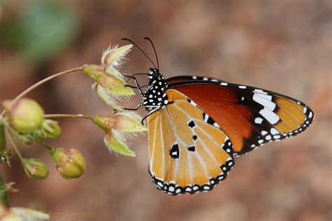 African Monarch Butterfly photo WP23483