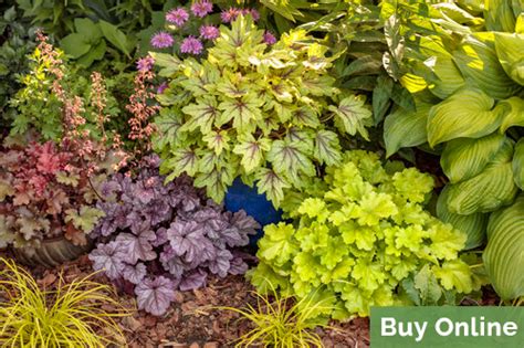 Heuchera - The Ultimate Guide to Growing Coral Bells | Proven Winners