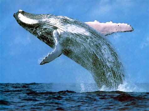 National Geographics: blue whale fish