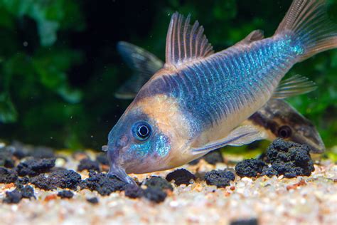 Corydoras – MADSHRIMP