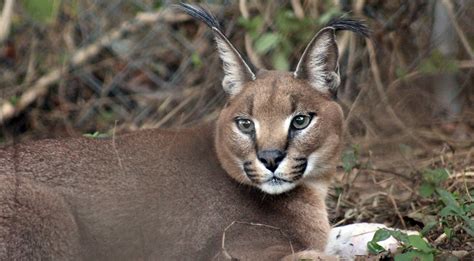 Caracals - Carolina Tiger Rescue