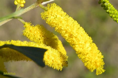 Ubobo Flowers: Lovely Golden Wattle