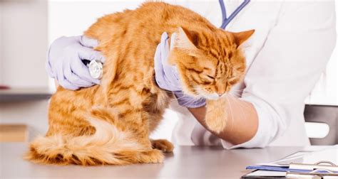 Discover The Causes Of Pain In Cats - PetlifeCA