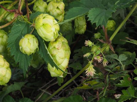 Humulus lupulus L. | Plants of the World Online | Kew Science