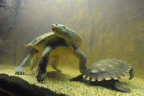 About 470 Mary River turtle hatchlings have emerged | Gympie Times