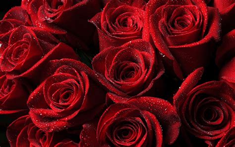 Download Red Roses HD wallpaper for 1280 x 800 - HDwallpapers.net