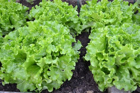 15 Ways: How To Harvest Lettuce! So It Keeps Growing