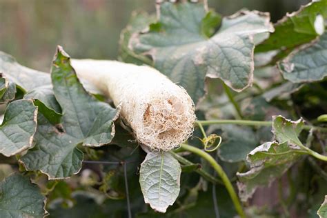 How to Grow and Care for Luffa