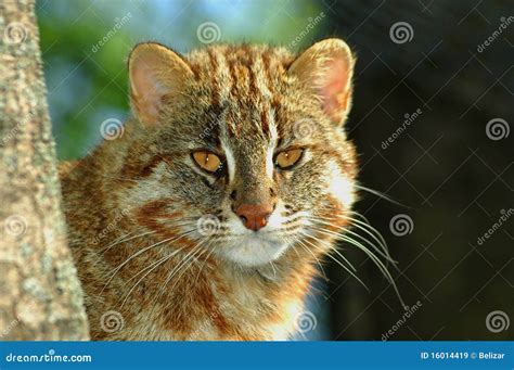 Amur leopard cat stock image. Image of leopard, tree - 16014419