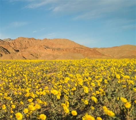 Death Valley Bloom – San Carlos Flight Center