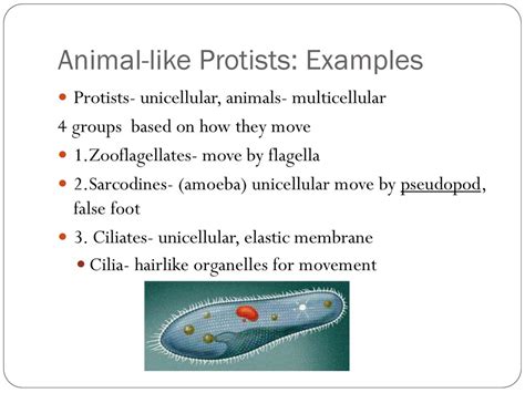 Single Celled Organisms - ppt download