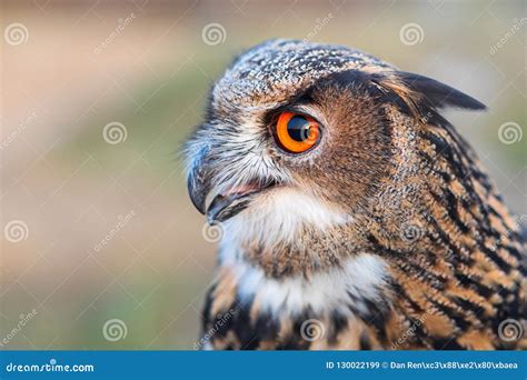 Eurasian Eagle-owl with Open Beak. Closeup Portrait of Owl Profile. Stock Image - Image of ...