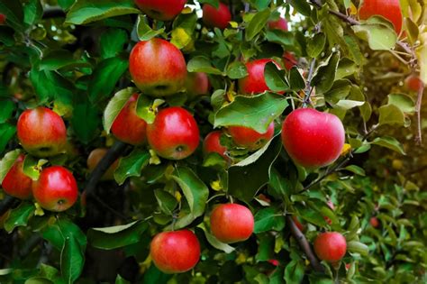 9 Best Fruit Plants to Grow in Your Garden