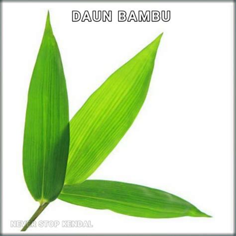 Jual Daun Bambu 1 Lembar | Shopee Indonesia