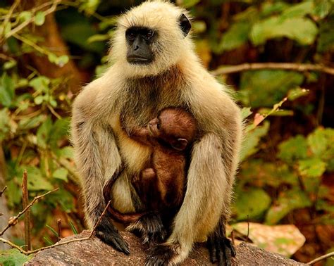 Langur monkeys in India | Mother and Child