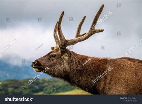 Well Grown Sambar Deer Beautiful Antlers Stock Photo 2211958841 ...