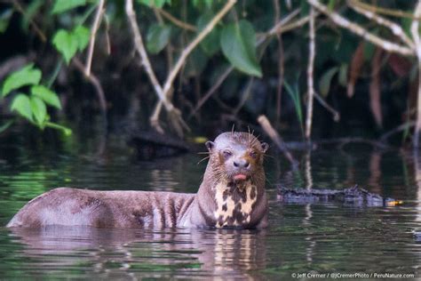 Peruvian Amazon Wildlife Pics | Animal lover, Wildlife