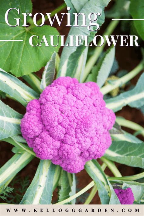 Growing Cauliflower | Kellogg Garden Organics™