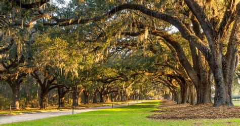 Home - Boone Hall Plantation & Gardens - Mt. Pleasant, SC