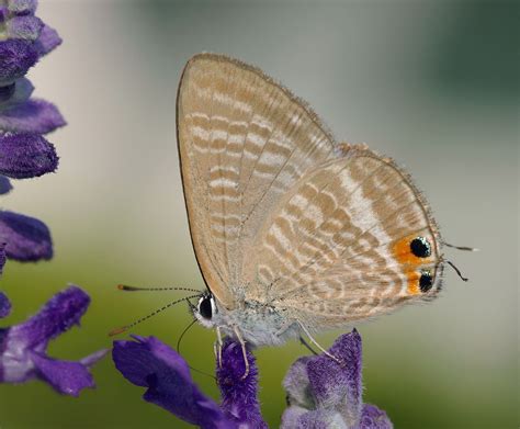 Copper butterfly | Brightly Colored, Rare, Endangered | Britannica