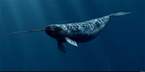 Narwhal HD Wallpaper | Wallsev.com - Download Free HD Wallpapers