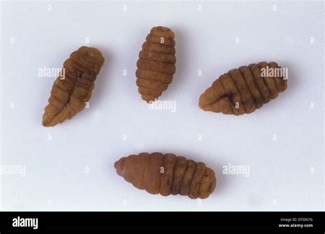 Cordylobia anthropophaga, tumbu fly larvae Stock Photo - Alamy