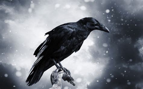 What Is a Raven? | Wonderopolis