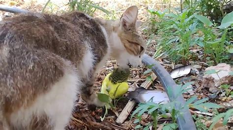 قط يأكل طائر البادجي / . A cat eats a bird of love. - YouTube