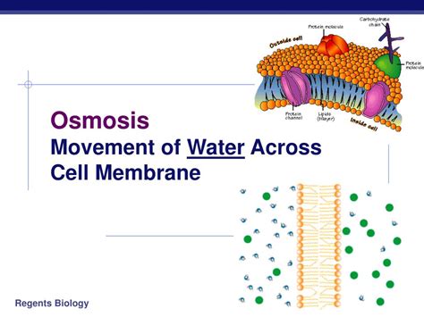 PPT - Cell Membranes & Movement Across Them PowerPoint Presentation ...