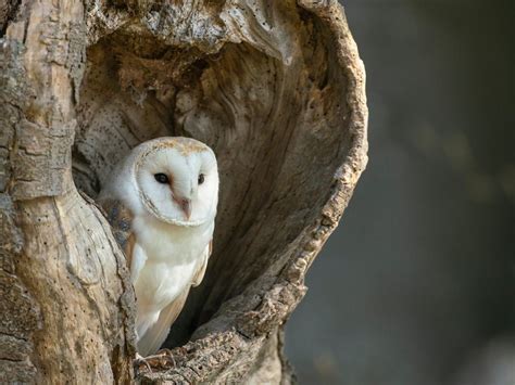 Where Do Barn Owls Live? (Habitat + Distribution) | Birdfact