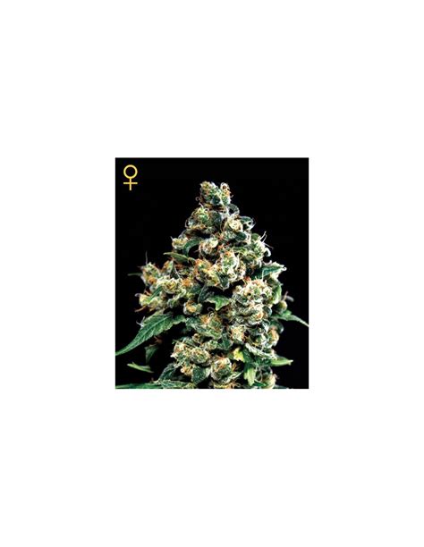 Buy Jack Herer from Greenhouse Seeds - Oaseeds