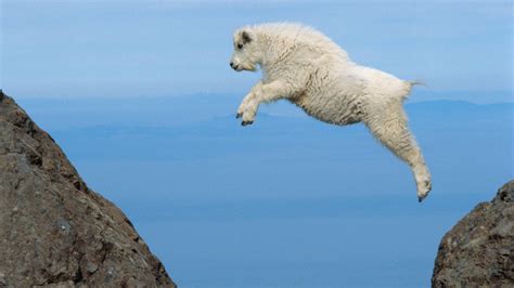 Mountain Goat Climbing