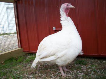 Broad Breasted White Turkey | Cackle Hatchery