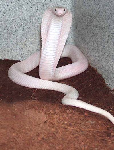 Albino Cobra | Animals | Pinterest | Snake, Reptiles and Animal